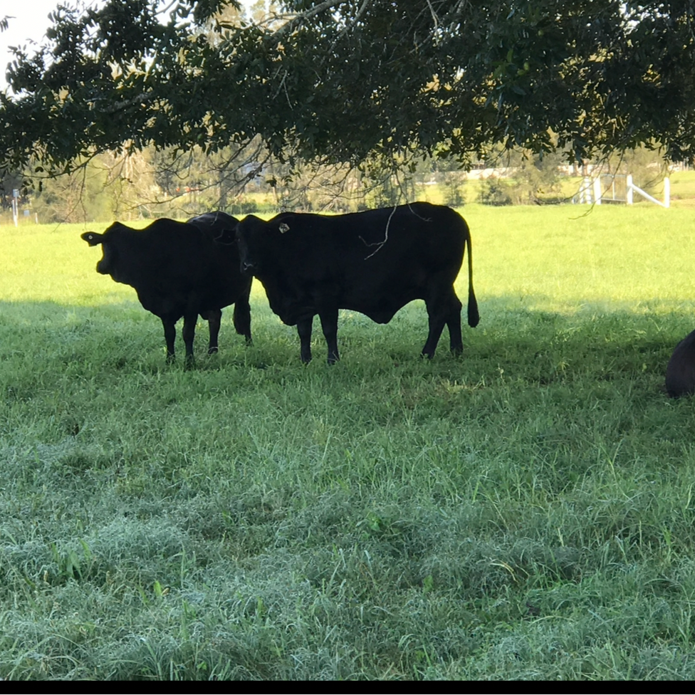 Livestock Mineral Nutrition Consults