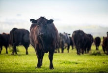 TSP BEEF UP Pasture Seed Blend