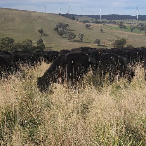 All Pro Beef Cattle Mineral Supplement Winter