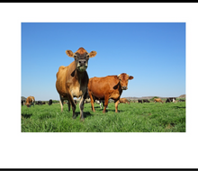 Livestock Mineral Nutrition  Custom Blends