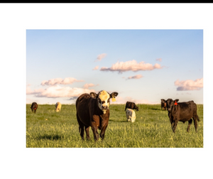 Livestock Mineral Nutrition  Custom Blends