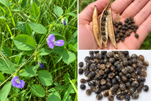 Butterfly Pea Seed - The Sustainable Paddock