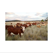 Livestock Mineral Nutrition  Custom Blends