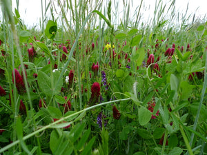 Cover Crops 3 Ways - The Sustainable Paddock