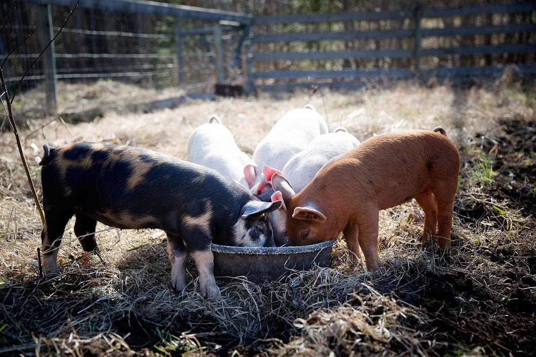 Pig In Bulk Mineral Supplements - The Sustainable Paddock