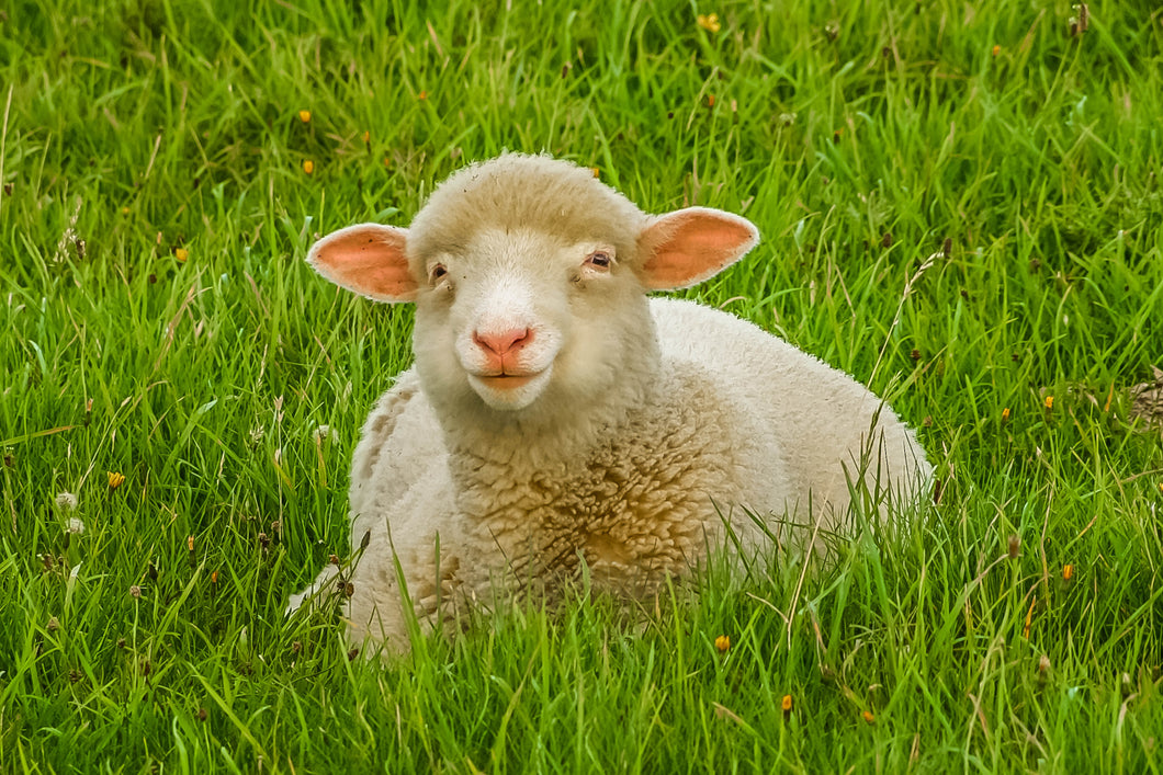 Lamb In Bulk Mineral Supplement - The Sustainable Paddock