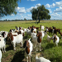 Natural Goat Supplement - The Sustainable Paddock