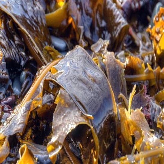 Organic Seaweed - The Sustainable Paddock