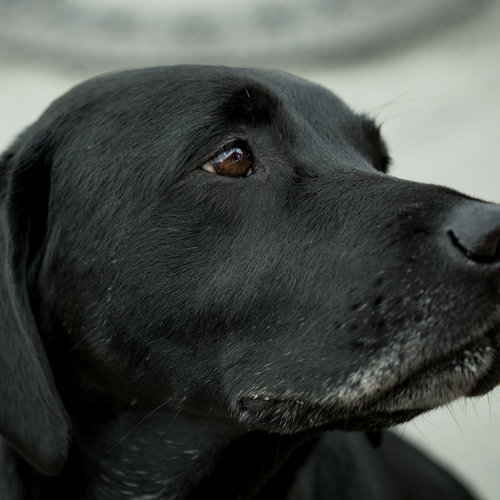Gut Soother - Dog Digestive Up Sets & Natural Enzymes - The Sustainable Paddock