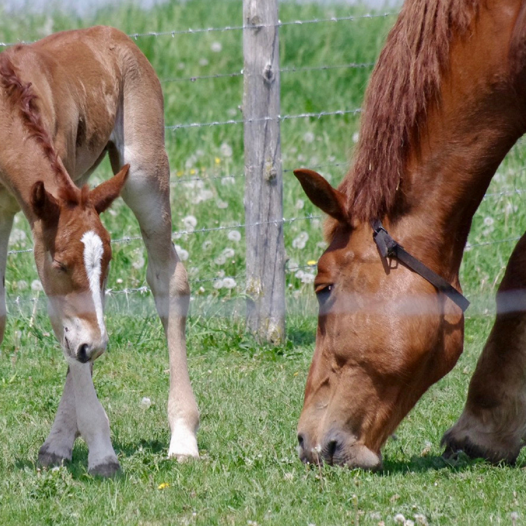 Lactation Booster - The Sustainable Paddock