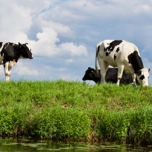 Natural Farm Pack - The Sustainable Paddock , holistic , pat colby