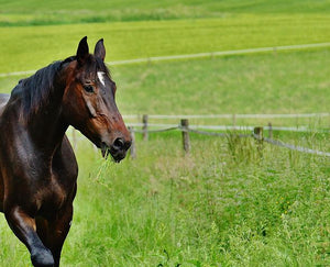 Equine Renovator ©️ Seed Mix Summer  Season
