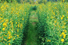 Sunn Hemp seed - The Sustainable Paddock