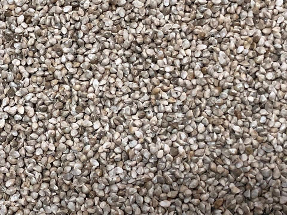 Millet Seed