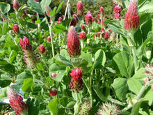 Green Manure - Home Garden