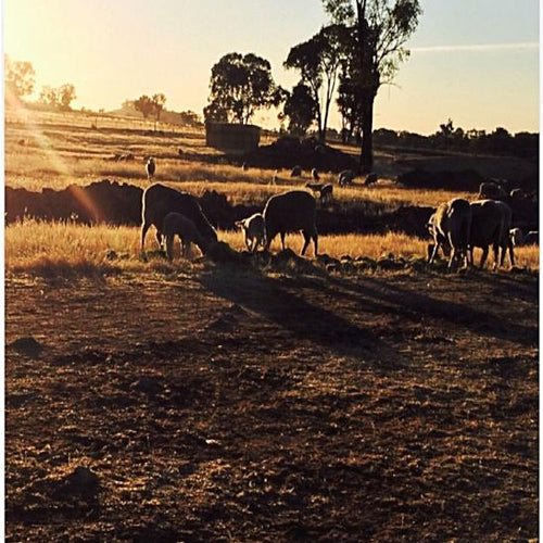 Lamb Mineral Supplement - The Sustainable Paddock