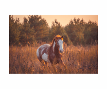 ROUND 2 Summer Series Equine Pasture Seed and grass seed round opening soon