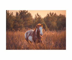 ROUND 2 Summer Series Equine Pasture Seed and grass seed round opening soon