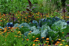 Green Manure - Home Garden