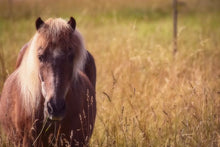 Equine  Premium Grazier Seed Mix ©️