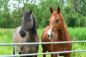 Equine Winter Nourish Pasture Seed Mix