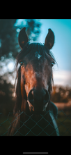 ROUND 2 Summer Series Equine Pasture Seed and grass seed round opening soon