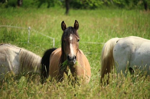 Equine Seed Blend Rhodes Grass and Teff Seed