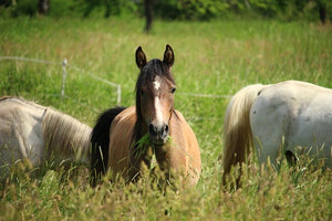 Equine Seed Blend Rhodes Grass and Teff Seed