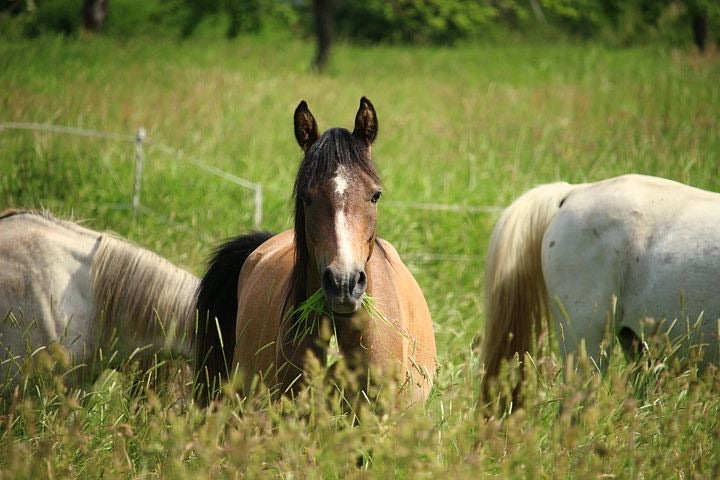 Equine Seed Blend Rhodes Grass and Teff Seed