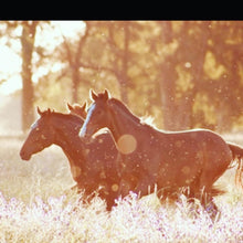 ROUND 2 Summer Series Equine Pasture Seed and grass seed round opening soon