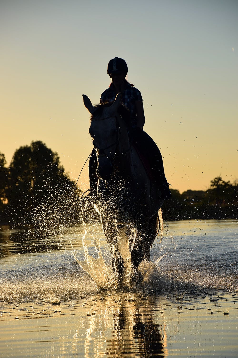 Equine Paddock Consult program