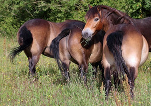 Equine Pasture Summer Grass Blend©️