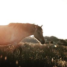 Equine Seed Blend Rhodes Grass and Teff Seed
