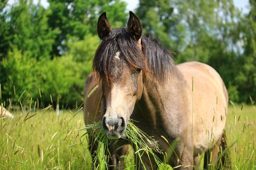 Equine  Premium Grazier Seed Mix ©️