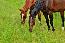 Equine Pasture Summer Grass Blend©️