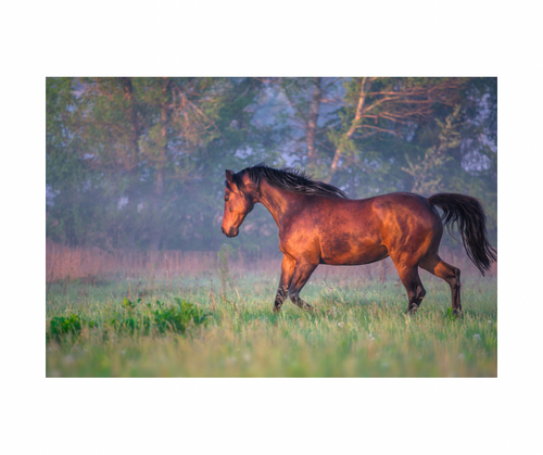 ROUND 2 Summer Series Equine Pasture Seed and grass seed round opening soon
