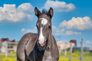 Equine Winter Nourish Pasture Seed Mix