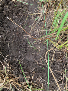 Rebuild Paddock Pasture Mix warm Season©️