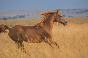 ROUND 2 Summer Series Equine Pasture Seed and grass seed round opening soon
