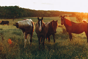 NEW  winter / Cool Season  pasture seed  & Equine pasture mixes