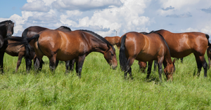 NEW  winter / Cool Season  pasture seed  & Equine pasture mixes