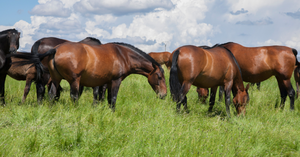 NEW  Cool Season  pasture seed  & Equine pasture mixes