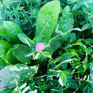 NEW  winter / Cool Season  pasture seed  & Equine pasture mixes