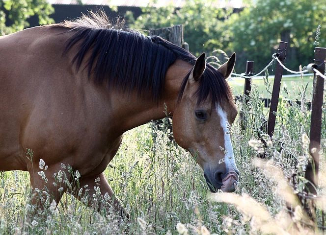 Equine Pasture Summer Grass Blend©️