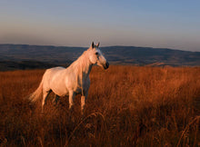 ROUND 2 Summer Series Equine Pasture Seed and grass seed round opening soon