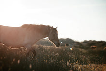 Equine Grass Enhancer©️