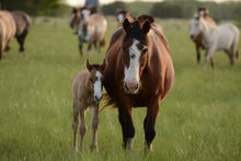 Magnesium For Horses - The Sustainable Paddock