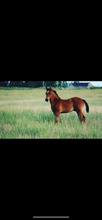 ROUND 2 Summer Series Equine Pasture Seed and grass seed round opening soon