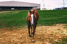 Equine Lactation Booster Plus