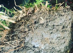 Rebuild Paddock Pasture Mix warm Season©️